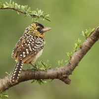Brodal czarnogardły - Trachyphonus darnaudii  - D'Arnaud's Barbet