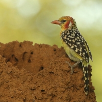Brodal czerwonouchy - Trachyphonus erythrocephalus - Red-and-yellow Barbet