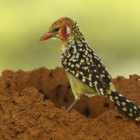 Brodal czerwonouchy - Trachyphonus erythrocephalus - Red-and-yellow Barbet