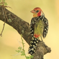 Brodal czerwonouchy - Trachyphonus erythrocephalus - Red-and-yellow Barbet