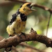Brodal czubaty - Trachyphonus vaillantii - Crested Barbet