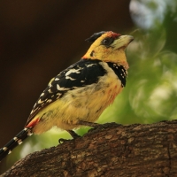 Brodal czubaty - Trachyphonus vaillantii - Crested Barbet