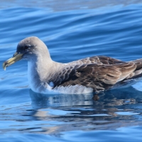 Burzyk duży - Calonectris diomedea - Cory's Shearwater