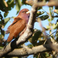 Kraskówka afrykańska - Eurystomus glaucurus - Broad-billed Roller