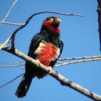 Wąsal żółtooki - Pogonornis dubius - Bearded Barbet