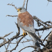 Pustułeczka - Falco naumanni - Lesser Kestrel