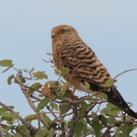 Pustułka stepowa - Falco rupicoloides - Greater Kestrel