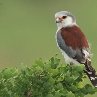 Sokolik czerwonooki - Polihierax semitorquatus - African Pygmy Falcon