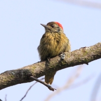 Dzięcioł jasnolicy - Dendropicos fuscescens - Cardinal Woodpecker