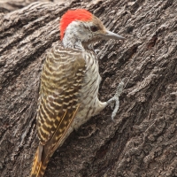 Dzięcioł jasnolicy - Dendropicos fuscescens - Cardinal Woodpecker