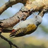 Dzięcioł popielaty - Dendropicos goertae - African Grey Woodpecker