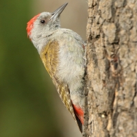 Dzięcioł popielaty - Dendropicos goertae - African Grey Woodpecker