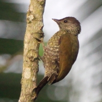 Dzięciolik mały - Geocolaptes nivosus - Buff-spotted Woodpecker