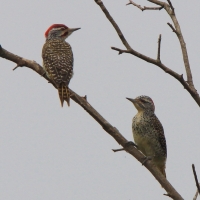 Dzięciolik moręgowany - Geocolaptes nubicus - Nubian Woodpecker