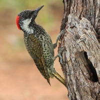 Dzięciolik złotosterny - Geocolaptes abingoni - Golden-tailed Woodpecker