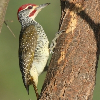 Dzięciolik złotosterny - Geocolaptes abingoni - Golden-tailed Woodpecker