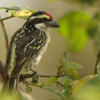 Głowaczek białogardły - Tricholaema diademata - Red-fronted Barbet