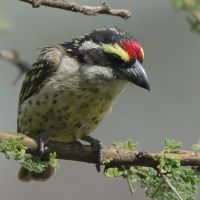 Głowaczek białogardły - Tricholaema diademata - Red-fronted Barbet