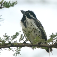 Głowaczek mały - Tricholaema melanocephala - Black-throated Barbet