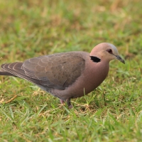 Synogarlica czerwonooka - Streptopelia semitorquata - Red-eyed Dove