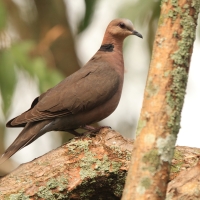 Synogarlica czerwonooka - Streptopelia semitorquata - Red-eyed Dove
