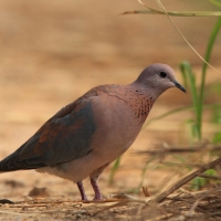 Synogarlica senegalska - Streptopelia senegalensis - Laughing Dove