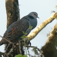 Turkawka żałobna - Streptopelia lugens - Dusky Turtle Dove