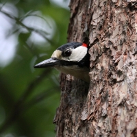 Dzięcioł duży - Dendrocopos major - Great Spotted Woodpecker
