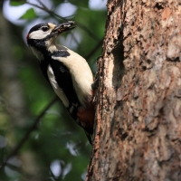 Dzięcioł duży - Dendrocopos major - Great Spotted Woodpecker