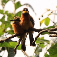 Żołna rdzawobrzucha - Merops lafresnayii oreobates - Cinnamon-chested Bee-eater