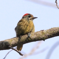 Dzięcioł jasnolicy - Dendropicos fuscescens - Cardinal Woodpecker