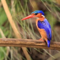 Zimorodek malachitowy - Corythornis cristatus  - African Malachite Kingfisher