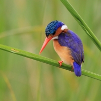 Zimorodek malachitowy - Corythornis cristatus  - African Malachite Kingfisher