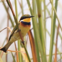 Żołna niebieskopierśna - Merops variegatus - Blue-breasted Bee-eater