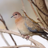 Synogarlica senegalska - Streptopelia senegalensis - Laughing Dove
