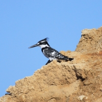 Rybaczek srokaty - Ceryle rudis - Pied Kingfisher