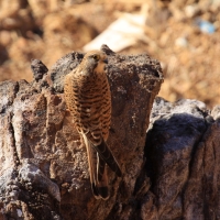 Pustułka zwyczajna - Falco tinnunculus - Common Kestrel