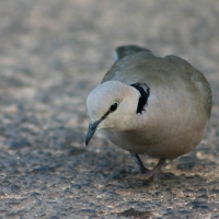 Synogarlica różowa - Streptopelia vinacea - Vinaceous Turtle Dove