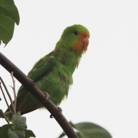 Nierozłączka czerwonogłowa - Agapornis pullarius - Red-headed Lovebird