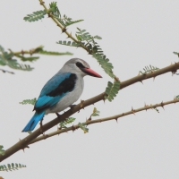 Łowiec jasny - Halcyon senegalensis - Woodland Kingfisher