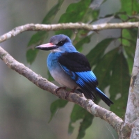 Łowiec kameruński - Halcyon malimbica - Blue-breasted Kingfisher
