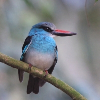 Łowiec kameruński - Halcyon malimbica - Blue-breasted Kingfisher