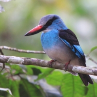 Łowiec kameruński - Halcyon malimbica - Blue-breasted Kingfisher