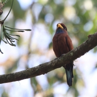 Kraskówka modrogardła - Eurystomus gularis - Blue-throated Roller