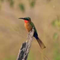 Żołna czerwonogardła - Merops bulocki - Red-throated Bee-eater