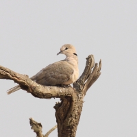Synogarlica popielata - Streptopelia capicola - Ring-necked Dove