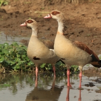 Gęsiówka egipska - Alopochen aegyptiaca - Egyptian Goose