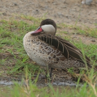 Srebrzanka czerwonodzioba - Anas erythrorhyncha - Red-billed Teal