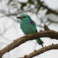 Kraska abisyńska - Coracias abyssinicus - Abyssinian Roller
