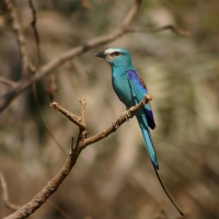 Kraska abisyńska - Coracias abyssinicus - Abyssinian Roller